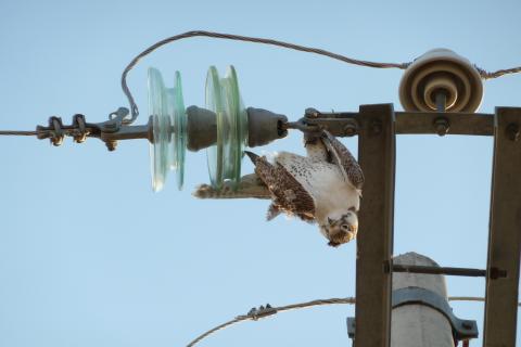 Mohamed bin Zayed donates US$1 million for bird project