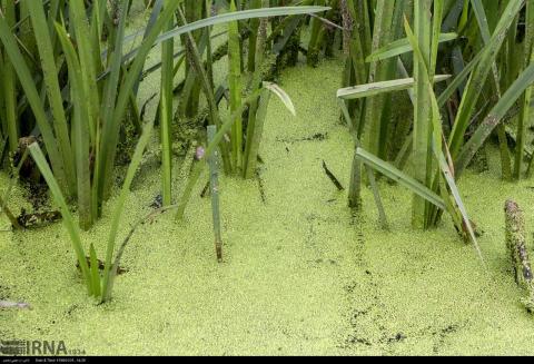 Northern Iranian Anzali Pond survives