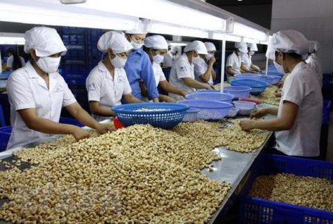 Vietnam: Raw cashew nut imports rocket in first four months