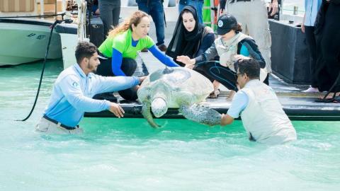 Endangered turtles released off Bu Tinah Island