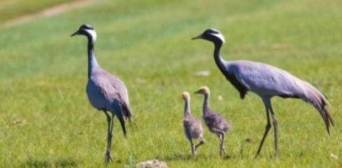 BIRDING TOUR TO BE ORGANIZED IN MONGOL DAGUUR SPA