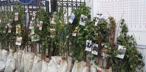 NATIONAL TREE PLANTING DAY TO BE MARKED TOMORROW