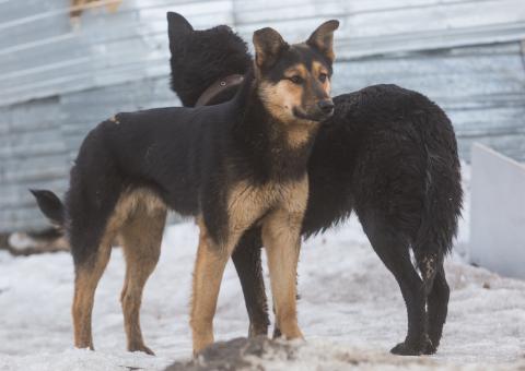 Big heart and Snowy Nose. How animals are rescued in freezing Chukotka