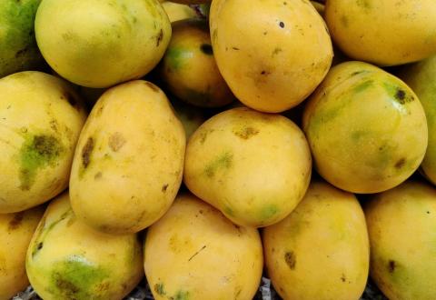 Pakistan cuts export target for its famed mangoes as heat hits output