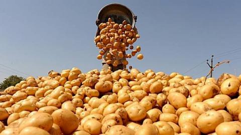 Kyrgyzstan to increase potatoe cultivation area