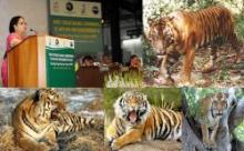1st Stocktaking Meeting To Review “Global Tiger Recovery Program” Underway In De