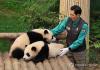 Twin giant pandas