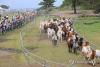 Horses indigenous to Jeju Island