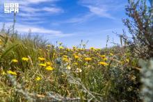 Wild Plants Reflect Northern Borders Region's Environmental Identity
