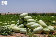 Watermelon Fields in Qassim: Summer Fruit and a Story of Renewed Agricultural Bounty