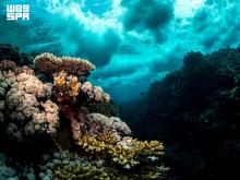 KAUST Leads First Global Assessment of Marine Ecosystems