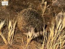 Desert Hedgehog Sighted at Multiple Locations in Imam Turki bin Abdullah Royal Reserve
