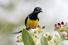 Nile Valley Sunbird Highlights Jazan’s Rich Biodiversity