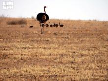 Ostrich Returns to Saudi Reserves Under Wildlife Reintroduction Program