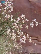 Moringa Peregrina: Timeless Botanical Icon of AlUla’s Heritage