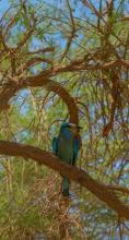 European Roller Stops over at Imam Turki bin Abdullah Royal Reserve during Autumn Migration