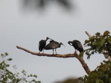 The giant ibis, recognised as one of the world's most endangered bird species, has found a vital sanctuary in Cambodia. 