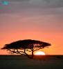 Umbrella Thorn Acacia: A Vital Ecological Asset in Tabuk's Coastal Environment
