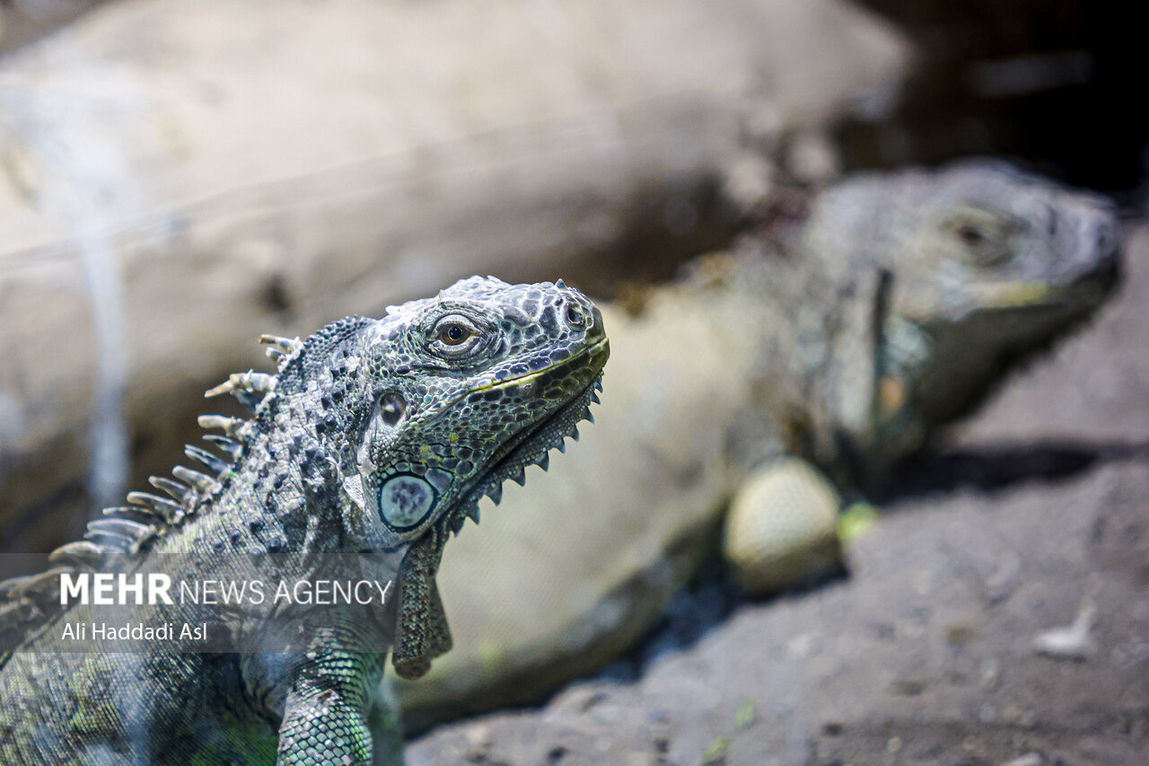 Tehran Grand Zoo