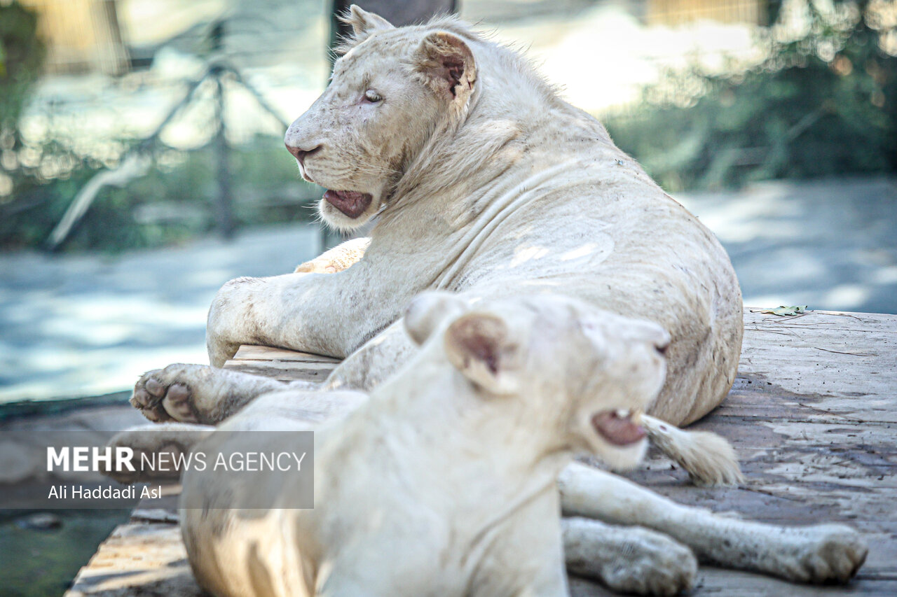 Tehran Grand Zoo