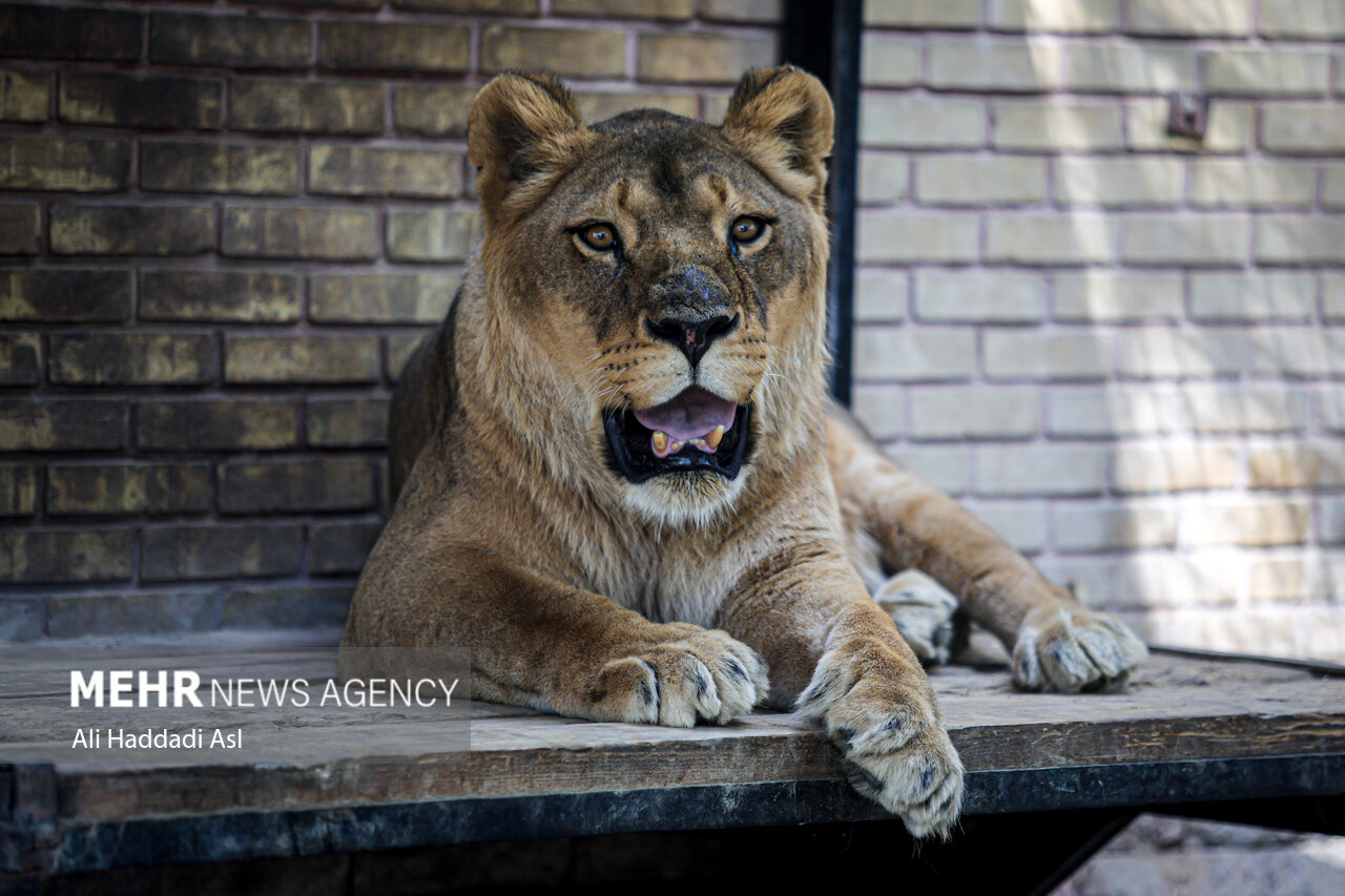 Tehran Grand Zoo