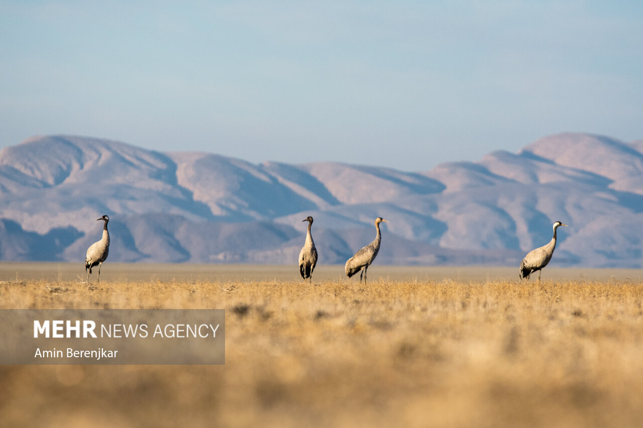 cranes 