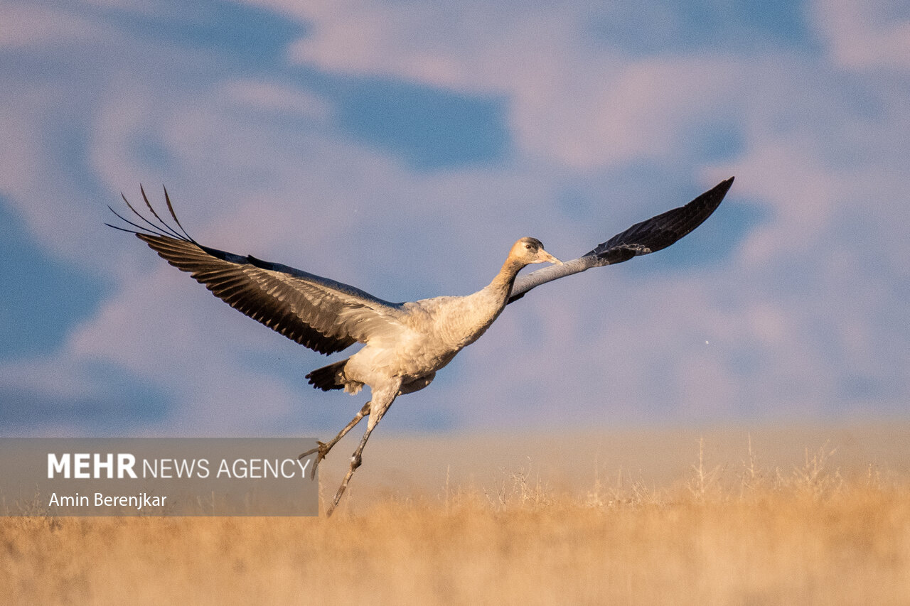 cranes 