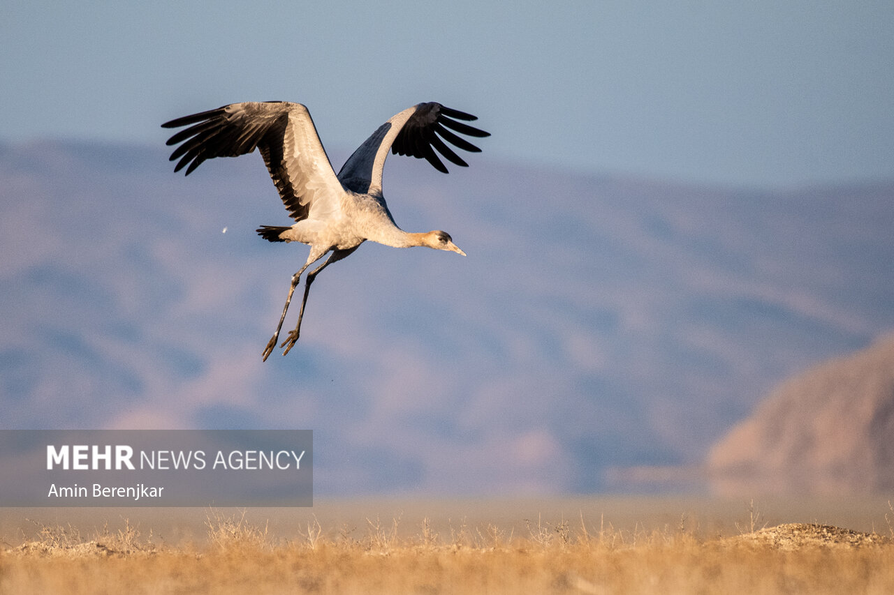 cranes 