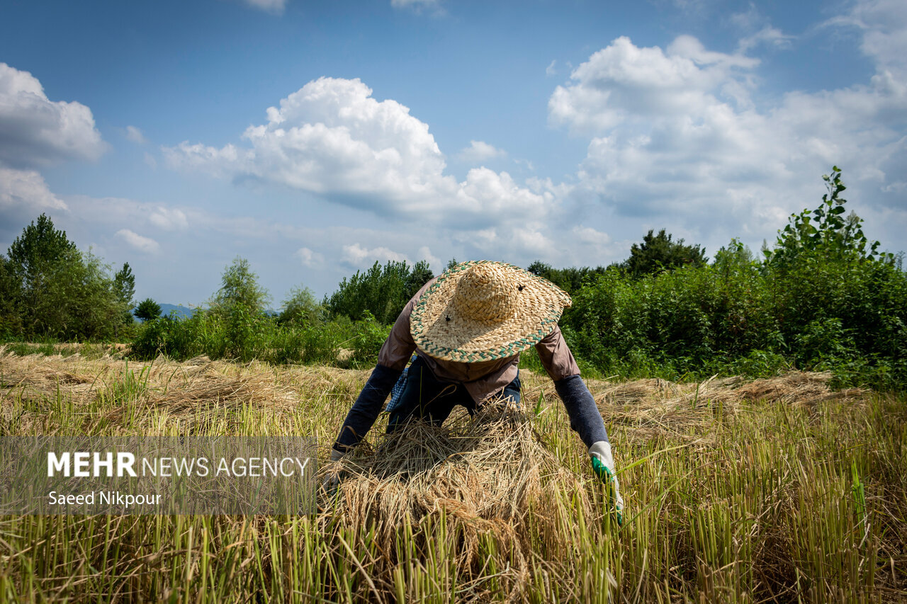 The Story of the Rice Harvest Season in Gilan’s Paddy Fields