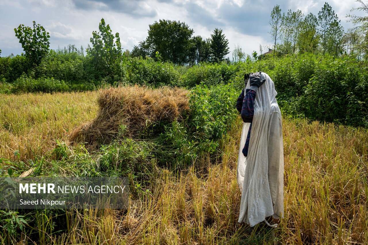 The Story of the Rice Harvest Season in Gilan’s Paddy Fields