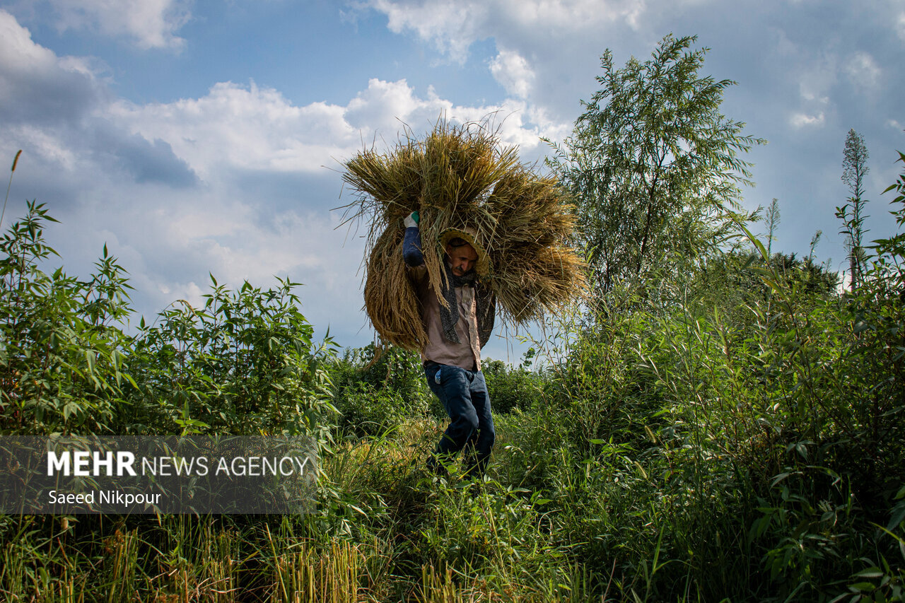 The Story of the Rice Harvest Season in Gilan’s Paddy Fields