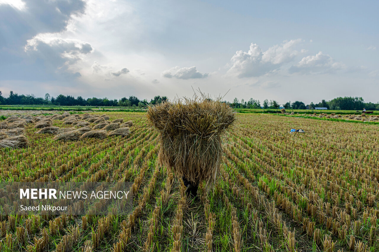 The Story of the Rice Harvest Season in Gilan’s Paddy Fields