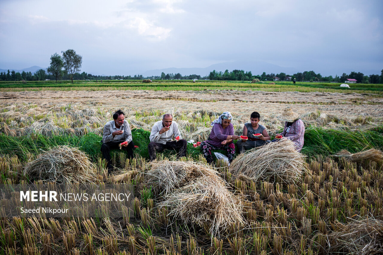 The Story of the Rice Harvest Season in Gilan’s Paddy Fields
