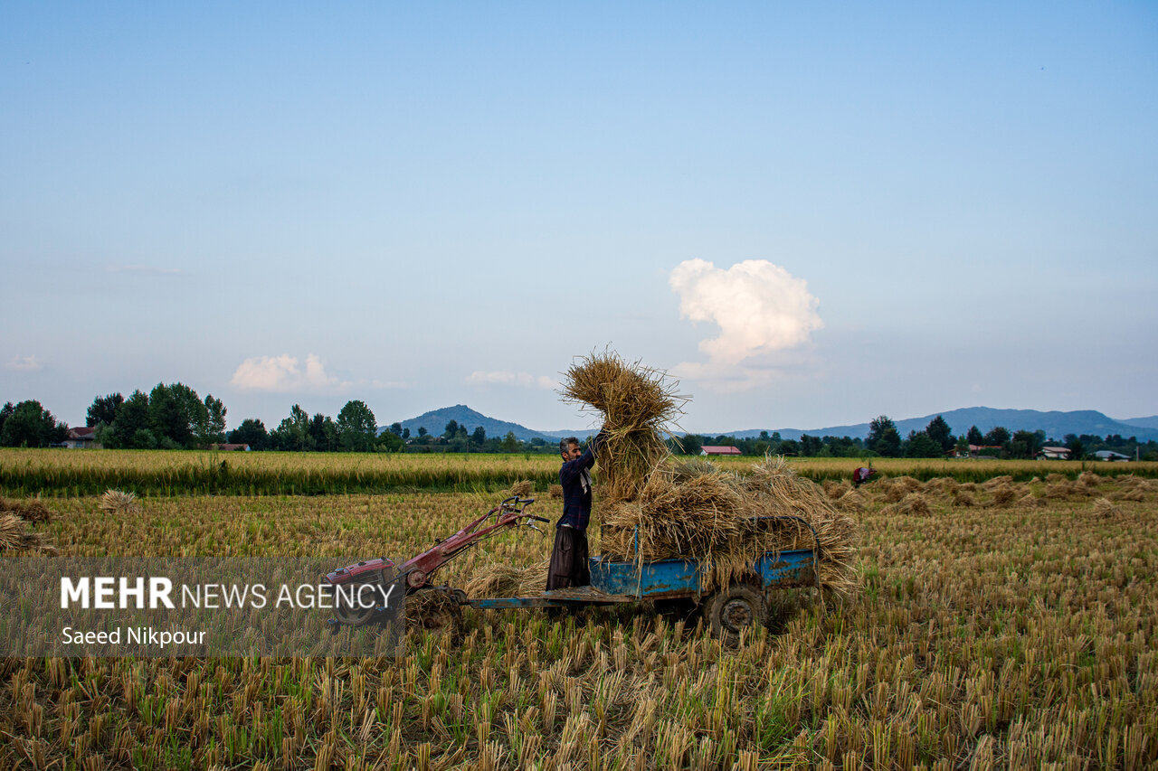 The Story of the Rice Harvest Season in Gilan’s Paddy Fields