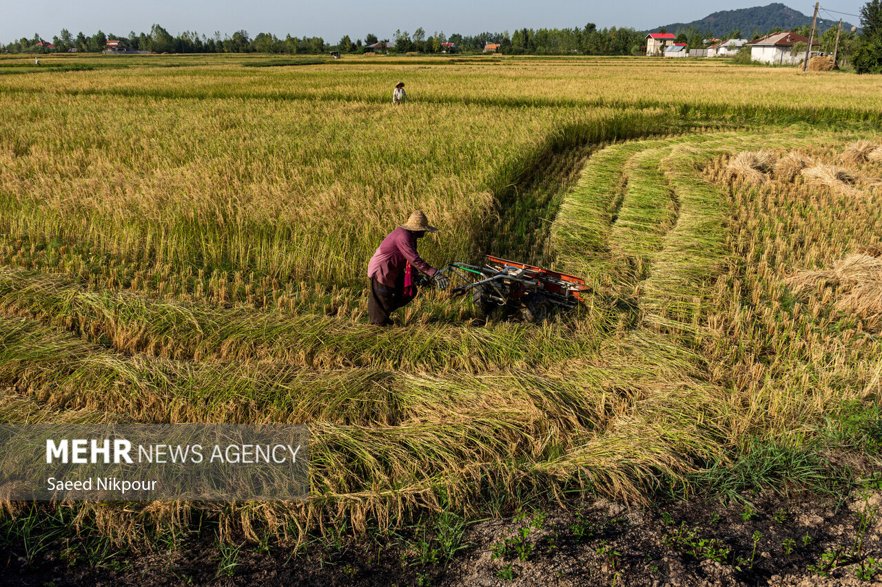 The Story of the Rice Harvest Season in Gilan’s Paddy Fields