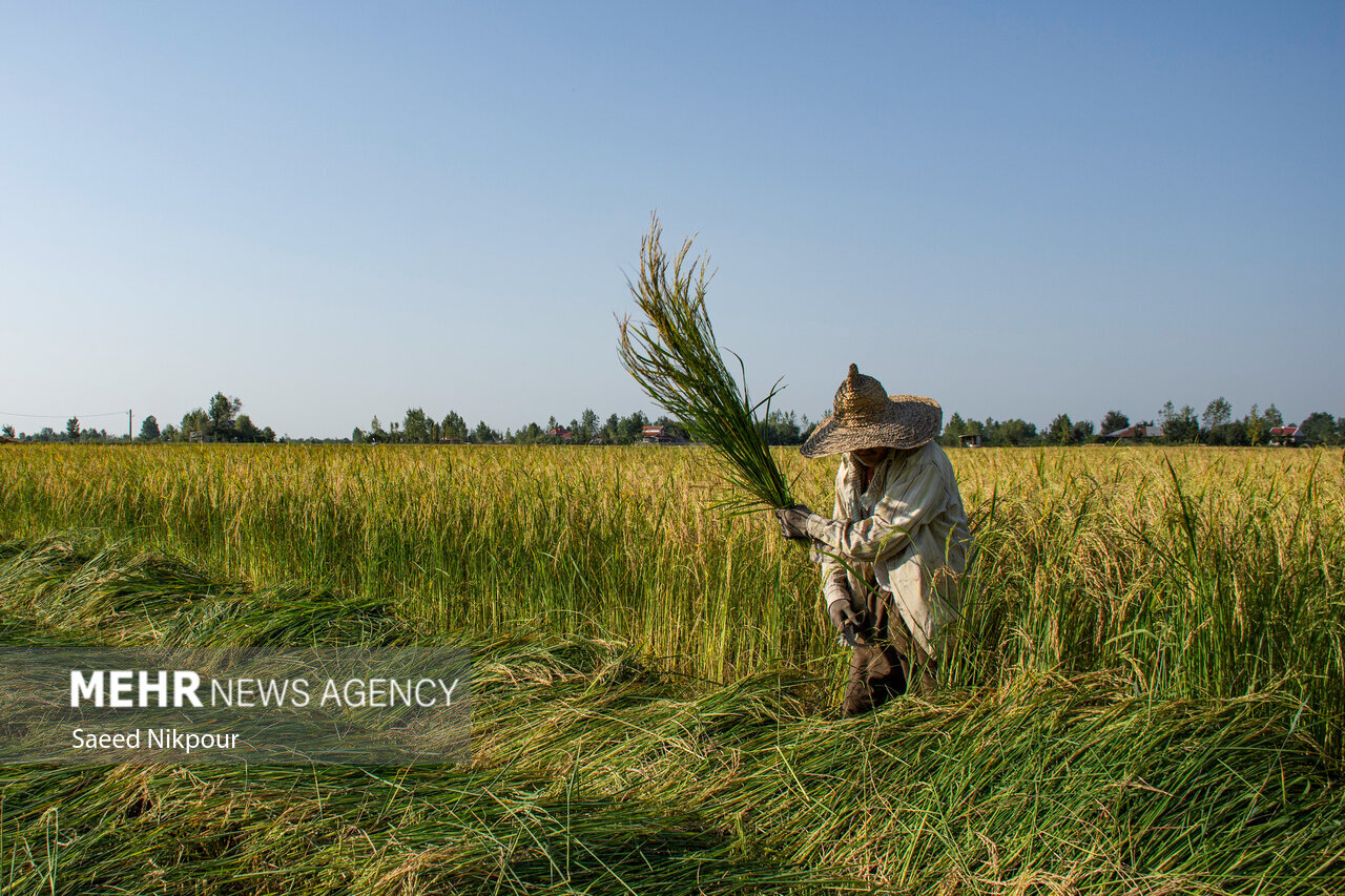 The Story of the Rice Harvest Season in Gilan’s Paddy Fields