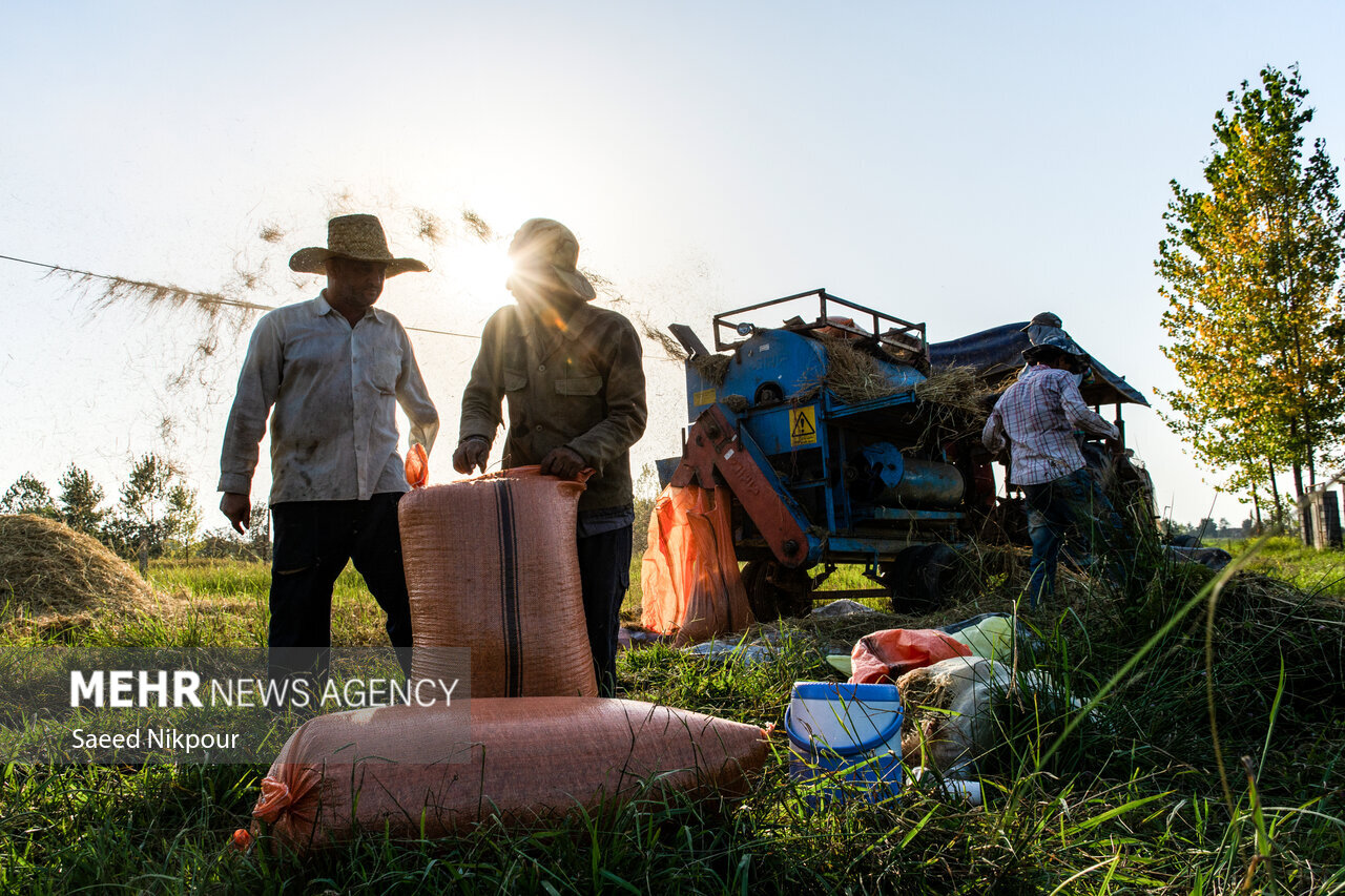 The Story of the Rice Harvest Season in Gilan’s Paddy Fields