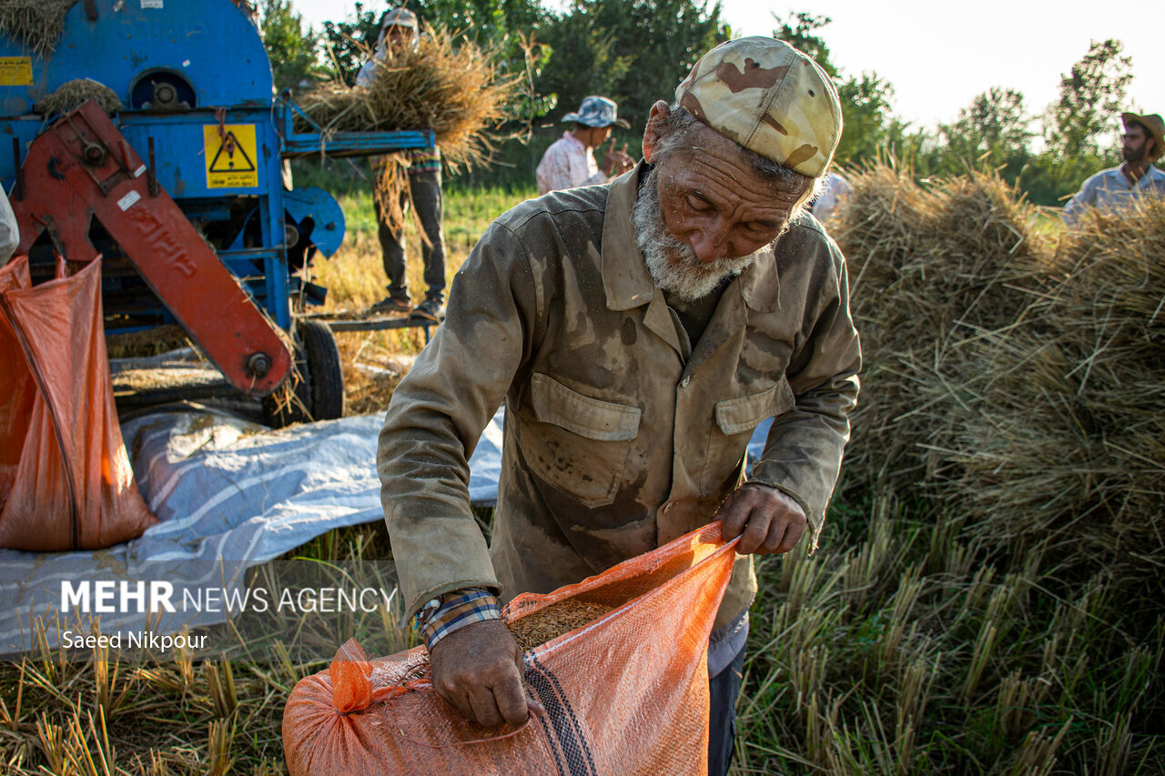 The Story of the Rice Harvest Season in Gilan’s Paddy Fields