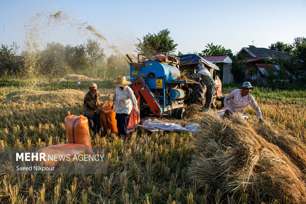 The Story of the Rice Harvest Season in Gilan’s Paddy Fieldsر