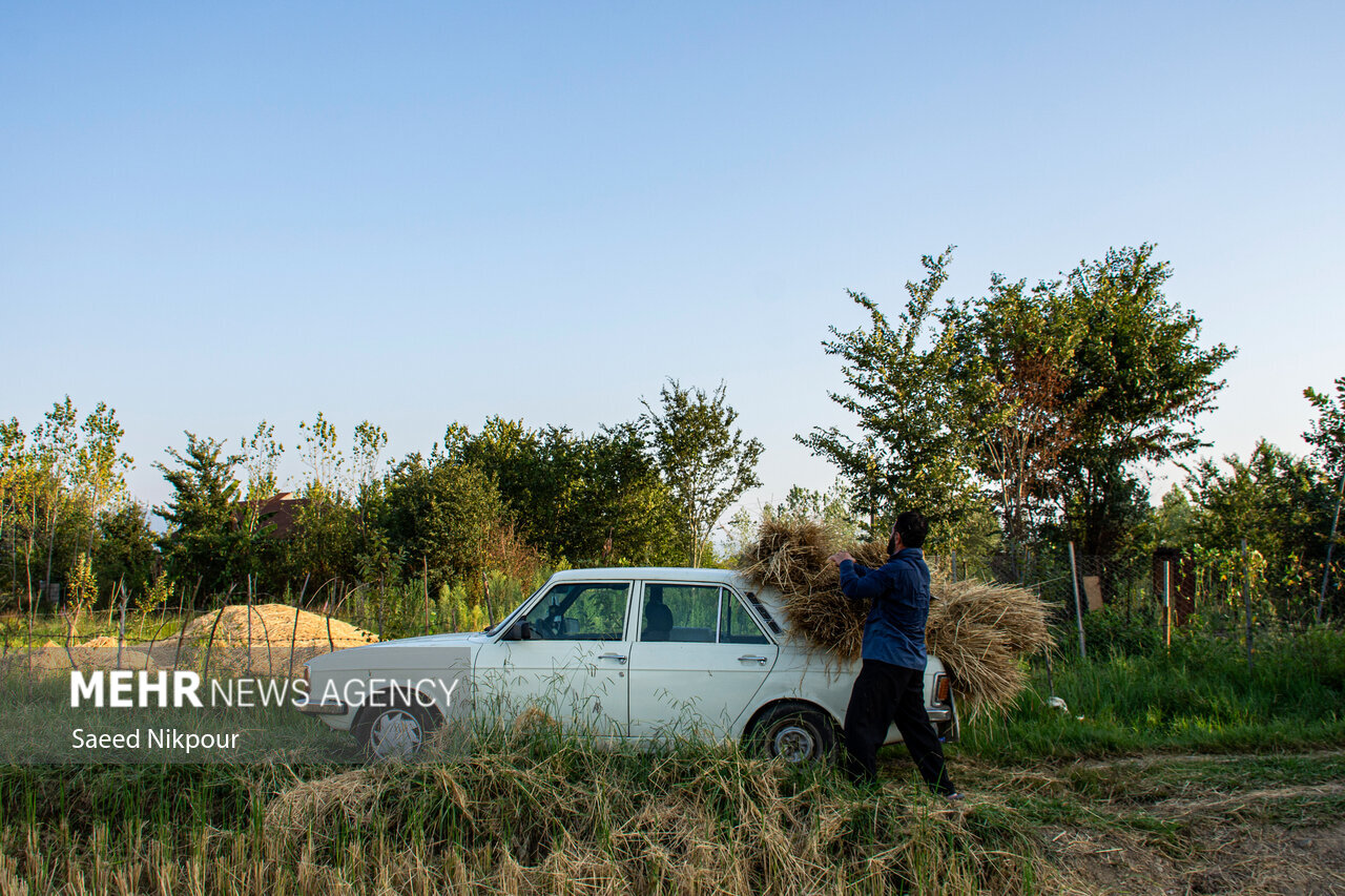 The Story of the Rice Harvest Season in Gilan’s Paddy Fields