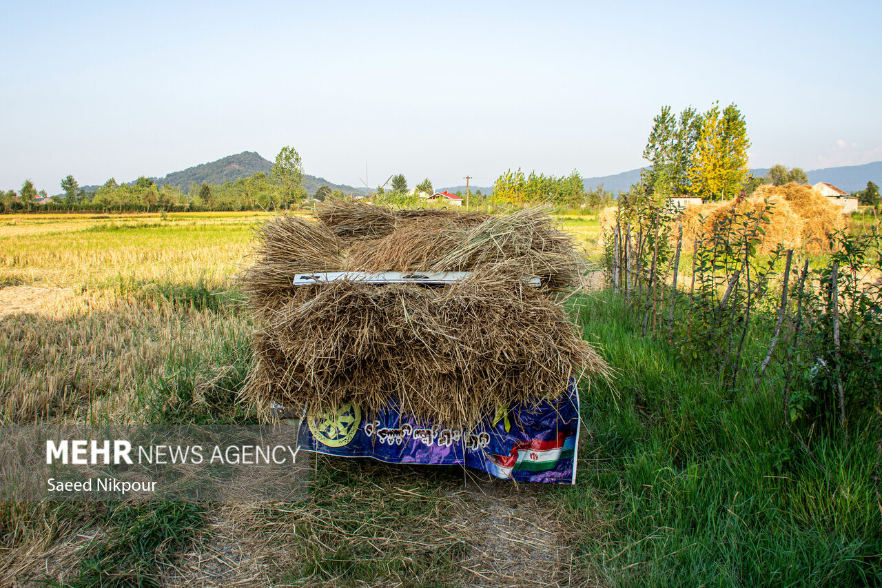 The Story of the Rice Harvest Season in Gilan’s Paddy Fields