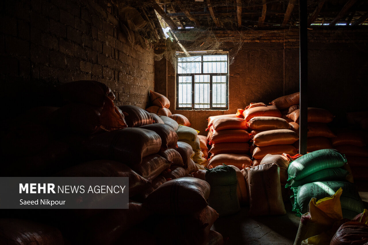 The Story of the Rice Harvest Season in Gilan’s Paddy Fields