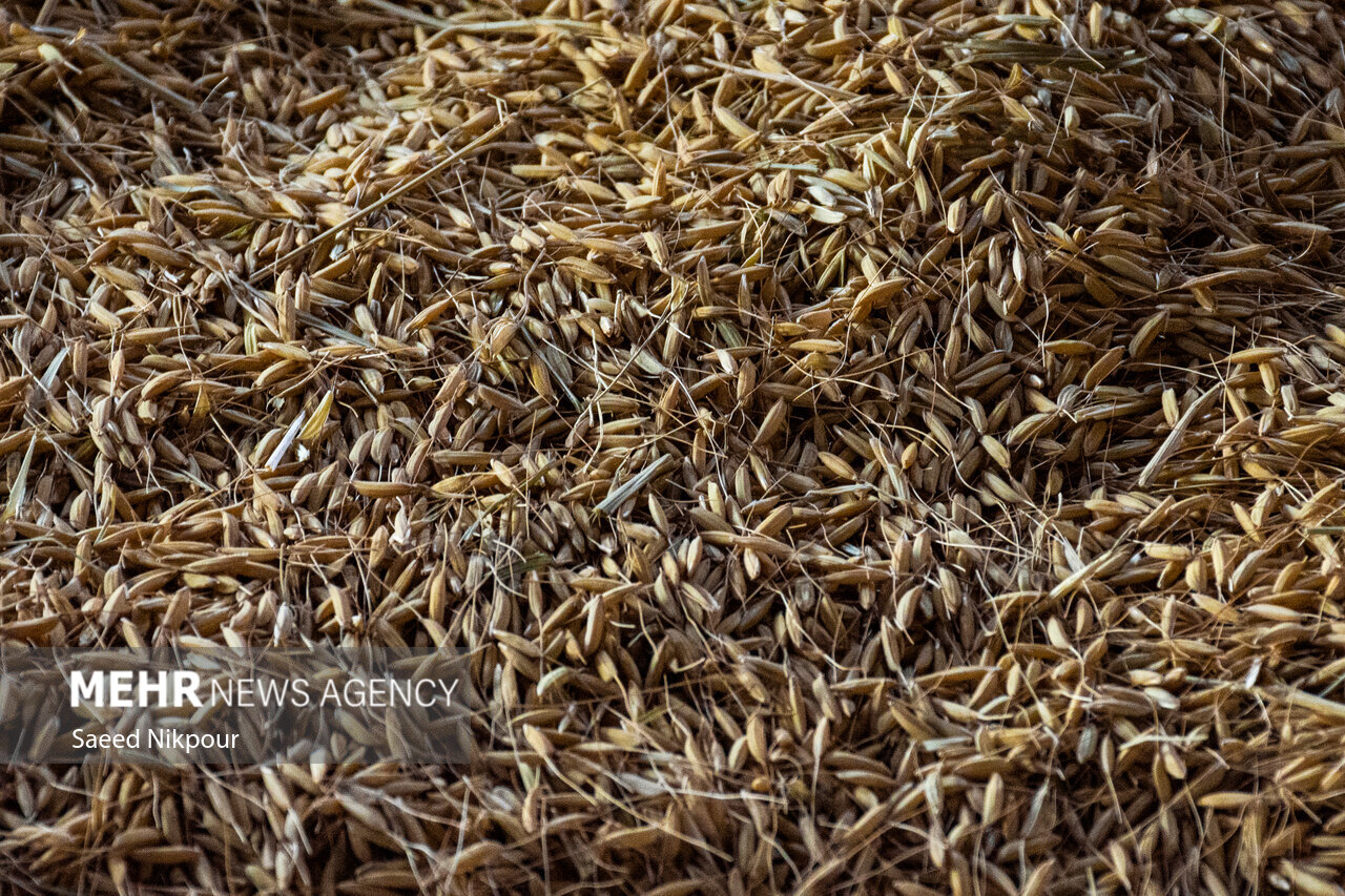 The Story of the Rice Harvest Season in Gilan’s Paddy Fields