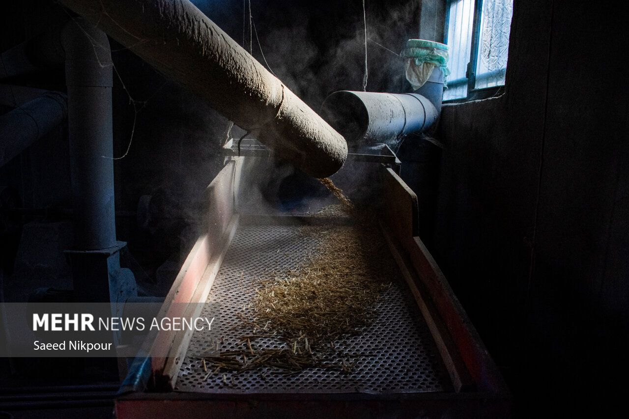 The Story of the Rice Harvest Season in Gilan’s Paddy Fields