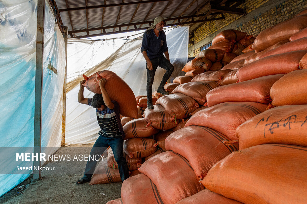 The Story of the Rice Harvest Season in Gilan’s Paddy Fields