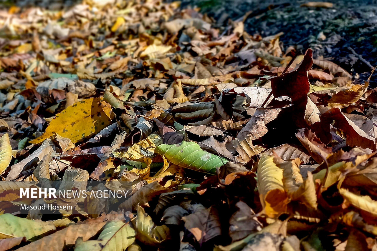 Autumnal leaf drop in Savadkuh