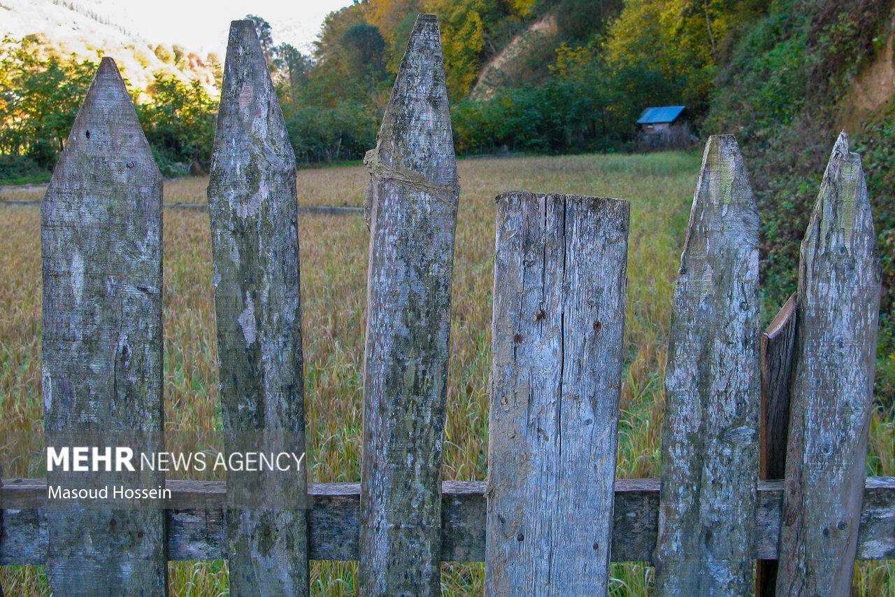 Autumnal leaf drop in Savadkuh