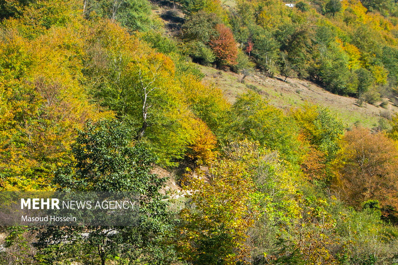Autumnal leaf drop in Savadkuh