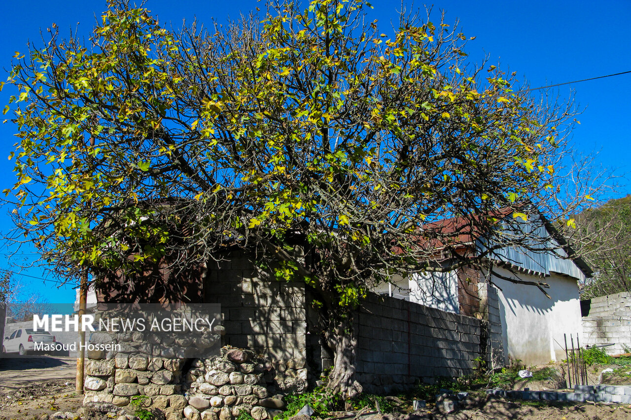 Autumnal leaf drop in Savadkuh
