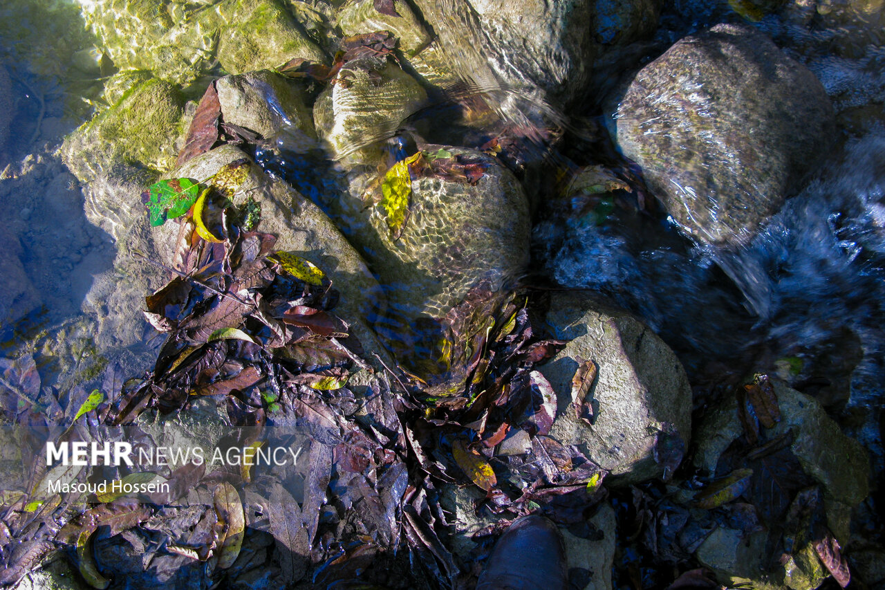 Autumnal leaf drop in Savadkuh